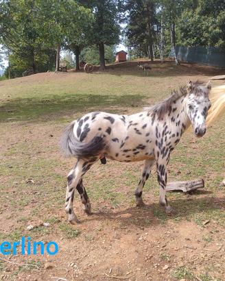 Puledri pony