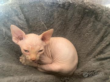 Sphynx