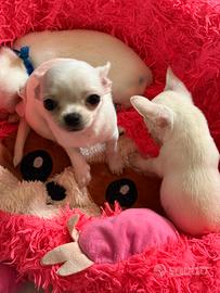 Chihuahua