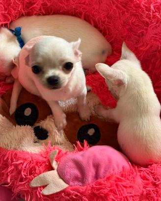 Chihuahua