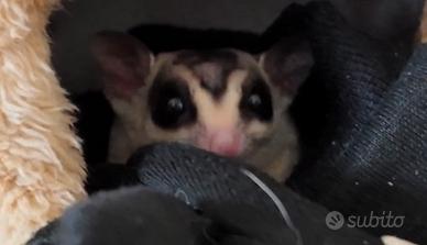 Petauro dello zucchero