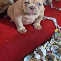 American bully