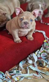 American bully
