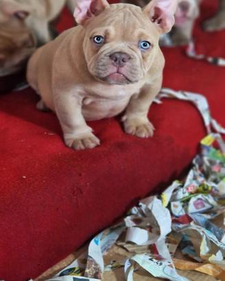 American bully