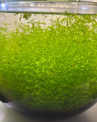 Micranthemum micranthemoides - pianta acquario