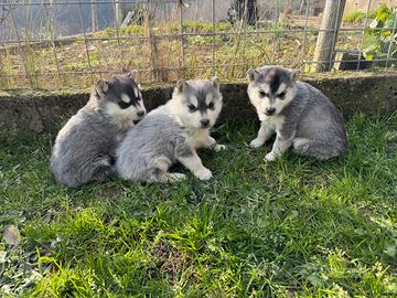 Cuccioli Siberian Husky