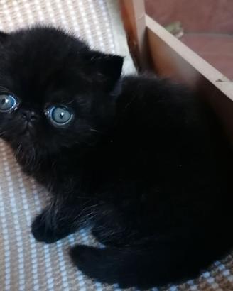 Cucciola di Exotic Shorthair femmina nera