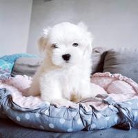 Maltese femmina