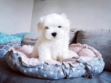 Maltese femmina