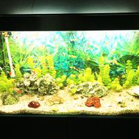 ACQUARIO CON PESCI TROPICALI
