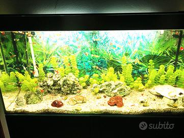 ACQUARIO CON PESCI TROPICALI