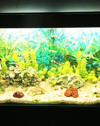 ACQUARIO CON PESCI TROPICALI