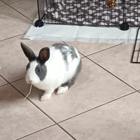 Coniglietta di 10 mesi