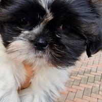 Cuccioli di shitzu/shihtzu