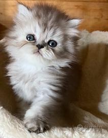 Cucciola di persiani FEMMINA