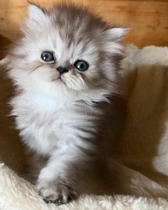 Cucciola di persiani FEMMINA