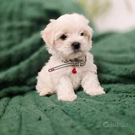Maltese maltesi