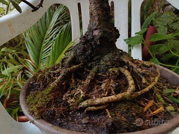bonsai olivo