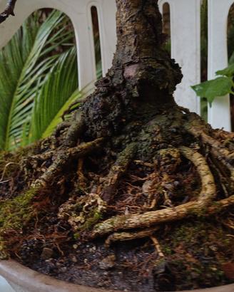 bonsai olivo
