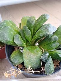 Haworthia Truncata eastbourne pianta grassa vaso