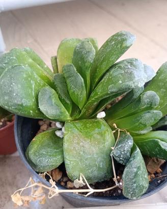 Haworthia Truncata eastbourne pianta grassa vaso
