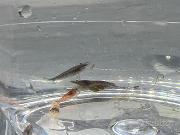 Red cherry - scarti di selezione