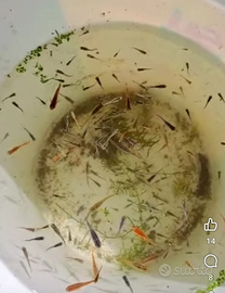 Medaka mix ,pesci anti zanzara da laghetto o pond