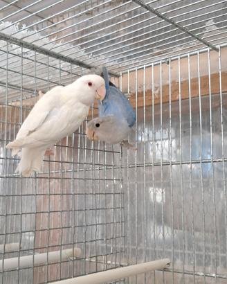 Inseparabili roseicollis