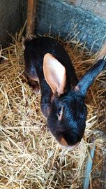 Coniglio lepre belga focata