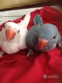 Pappagalli Parrocchetti dal collare DA IMBECCO