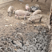 Maialini incrocio Cinghiale