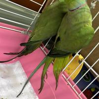 Parrocchetto dal collare coppia