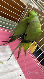 Parrocchetto dal collare coppia