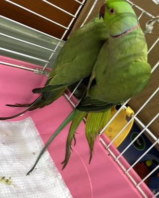 Parrocchetto dal collare coppia