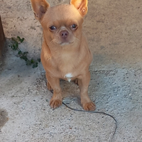 Chihuahua