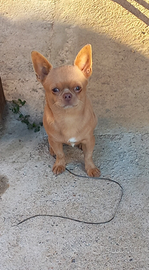 Chihuahua