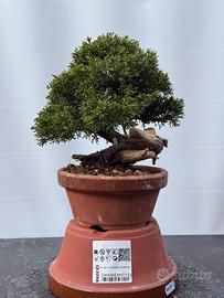 Bonsai Ginepro Itoigawa