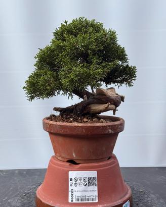 Bonsai Ginepro Itoigawa