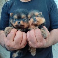 Spitz di Pomerania