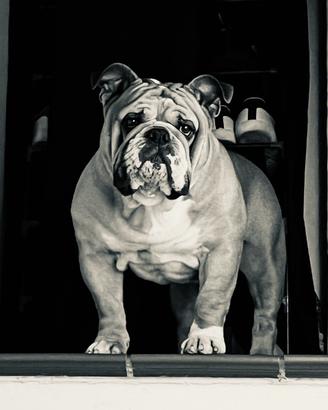 Bulldog inglese per monta