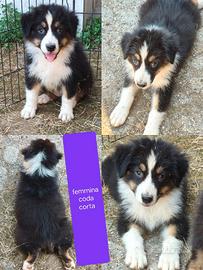 Australian shepherd