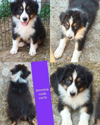 Australian shepherd