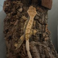 Geco Ciliatus - Crestato + terrario e accessori