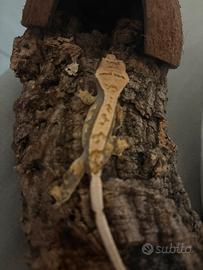 Geco Ciliatus - Crestato + terrario e accessori