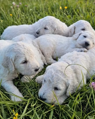 Cuccioli Barbone Grande Mole con pedigree