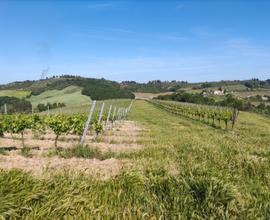 Azienda Vitivinicola nel Chianti