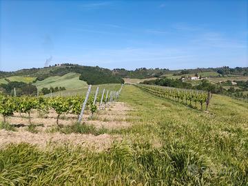 Azienda Vitivinicola nel Chianti