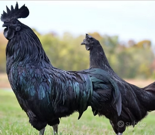 Cemani