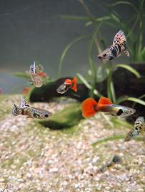 Yellow Tiger King Kobra 2 coppie