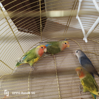 Pappagallini inseparabili